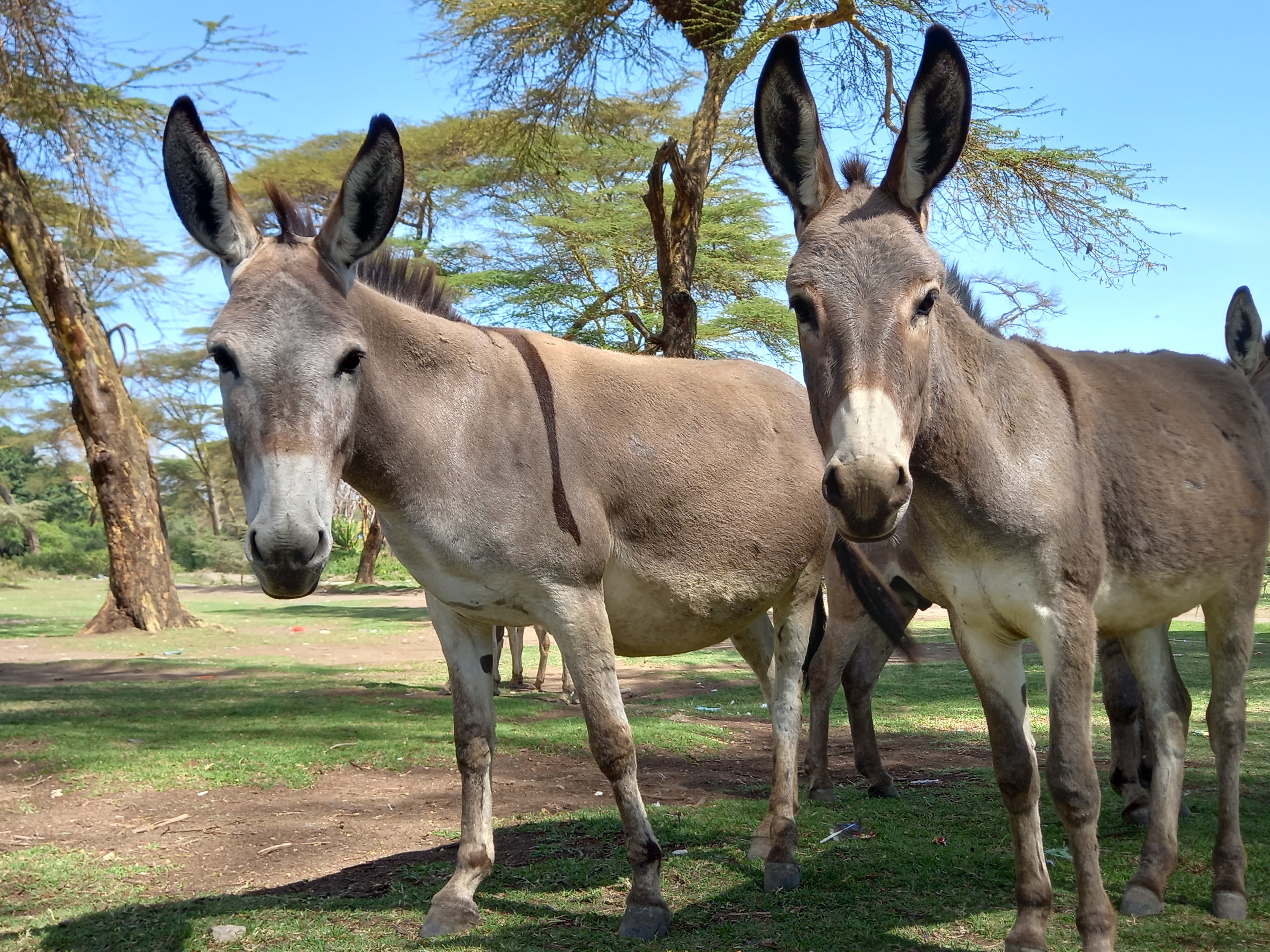 Donkeys in rural Kenya