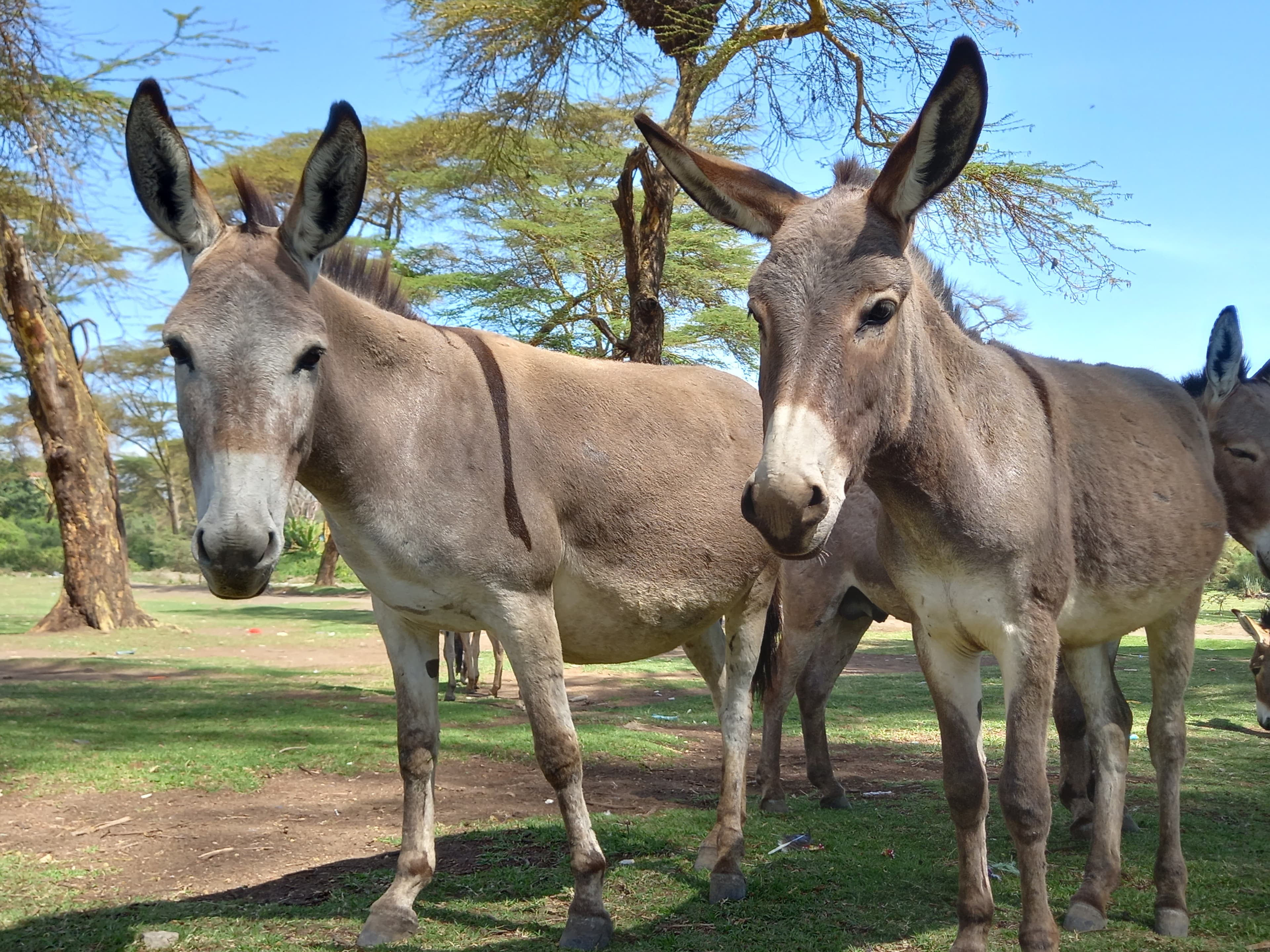 Donkey welfare work in Kenya